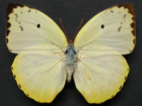 Catopsilia pomona - Adult